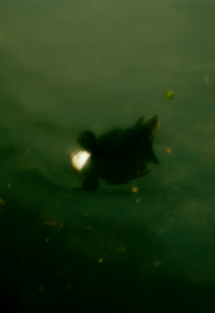 BIOPHILIA II — photograph 02