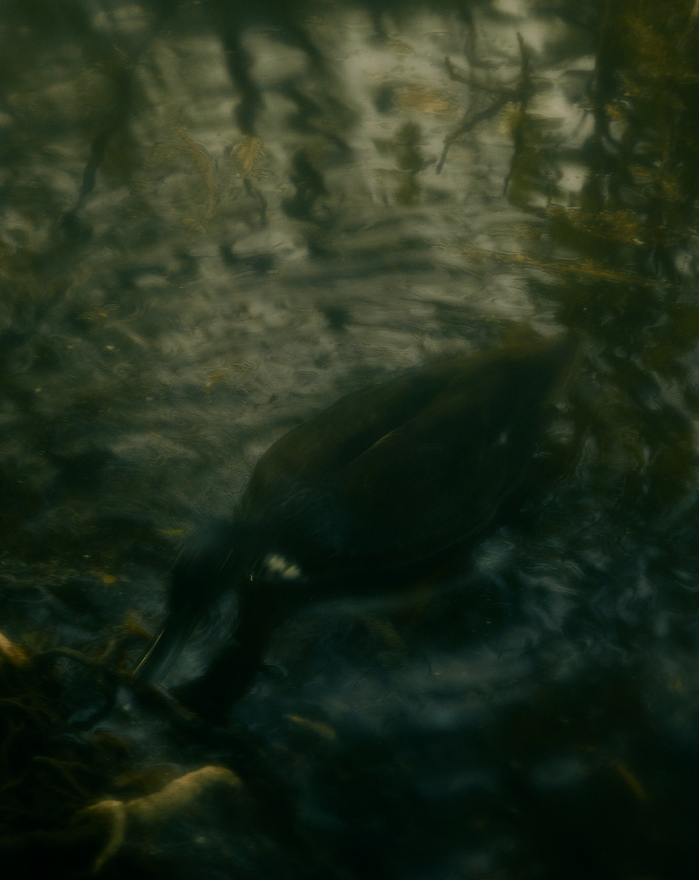 BIOPHILIA II — photograph 01