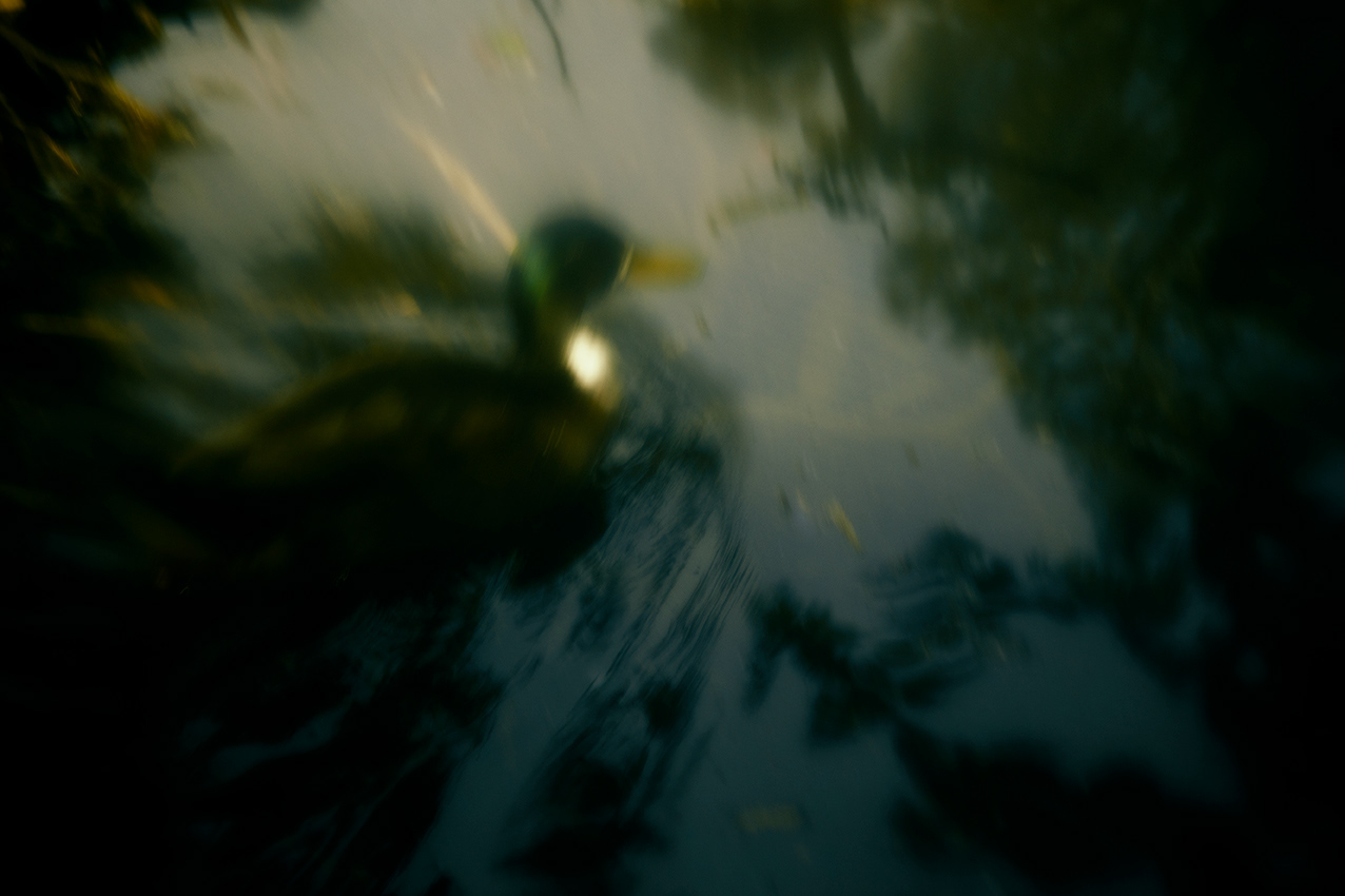 BIOPHILIA II — photograph 03