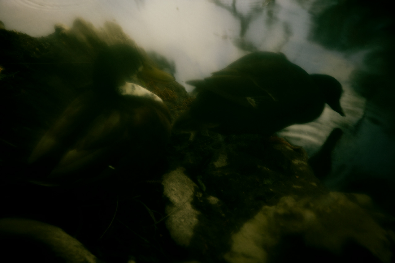 BIOPHILIA II — photograph 04