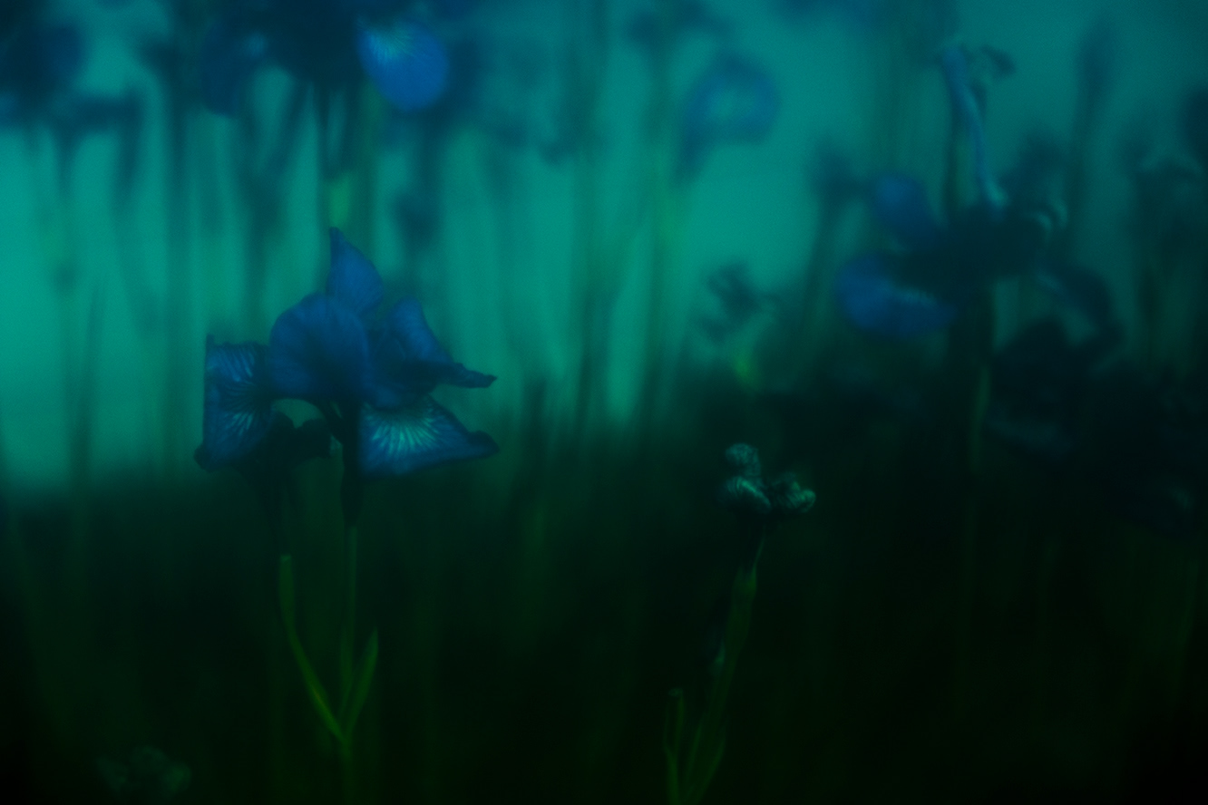 BIOPHILIA III — photograph 01