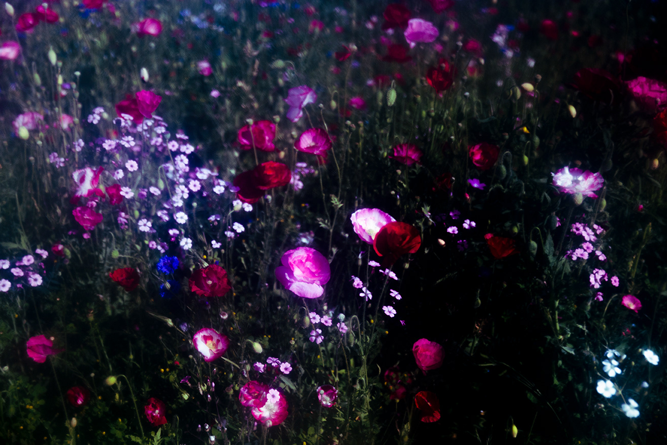 BIOPHILIA III — photograph 02