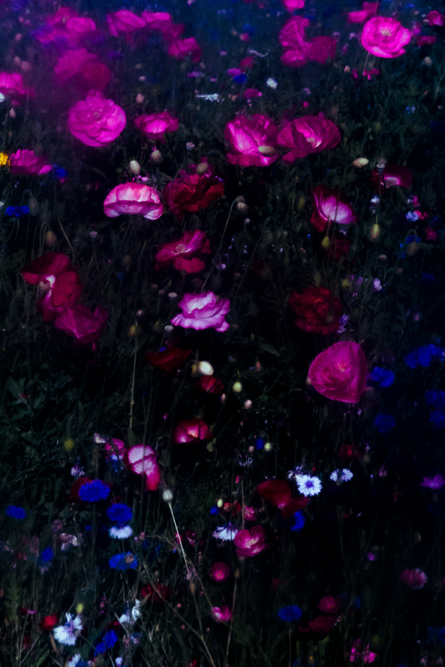 BIOPHILIA III — photograph 03