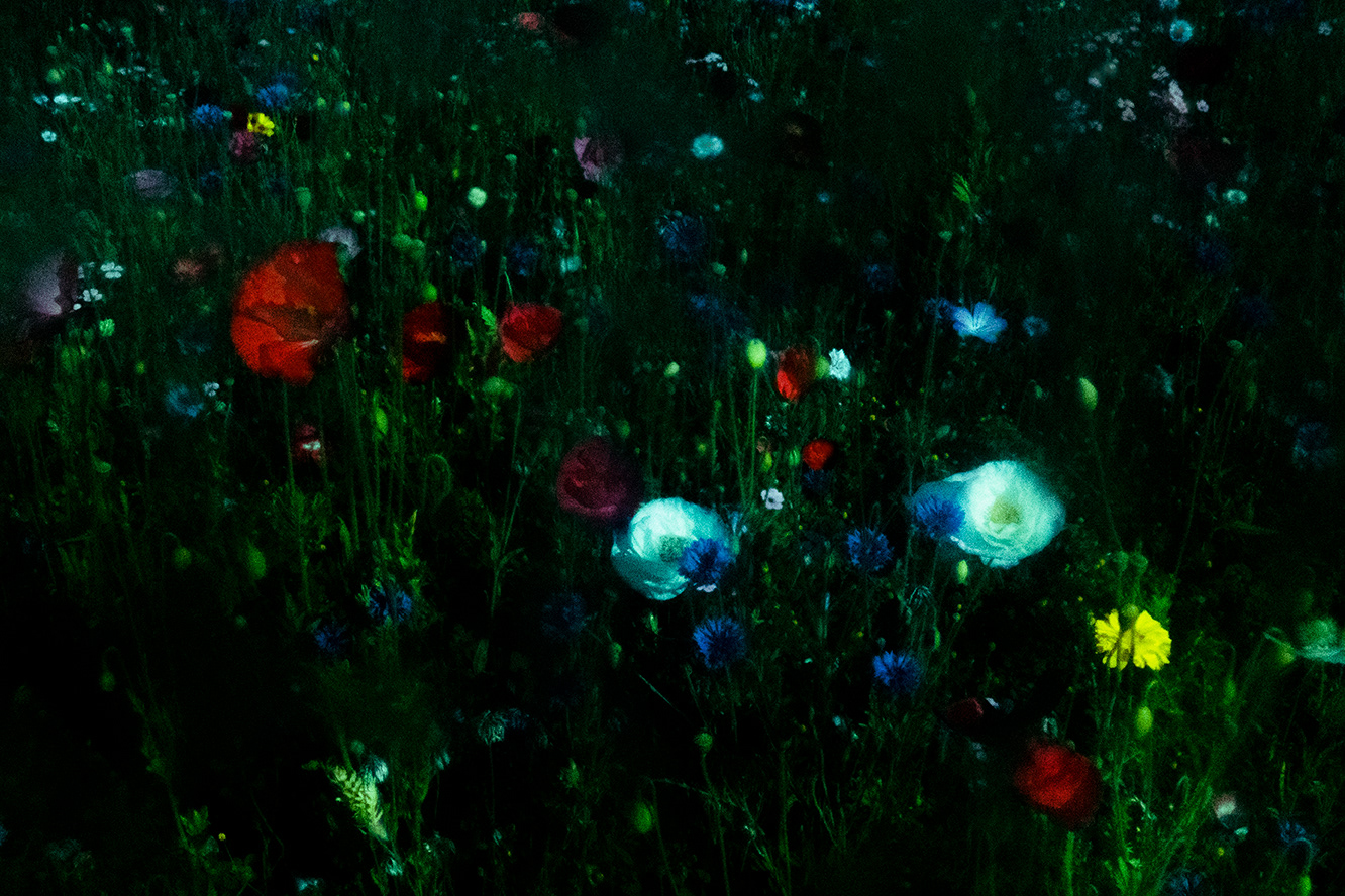 BIOPHILIA III — photograph 04