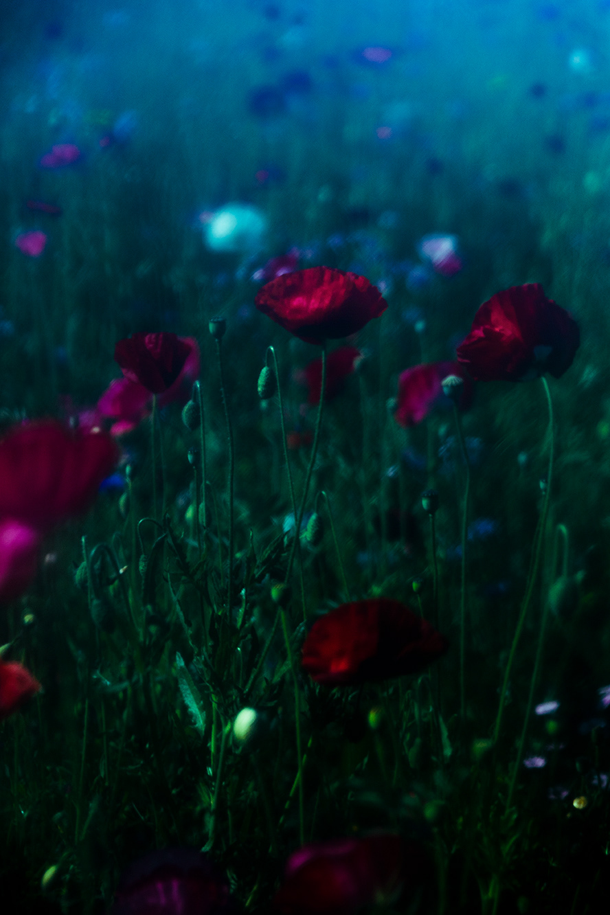 BIOPHILIA III — photograph 05