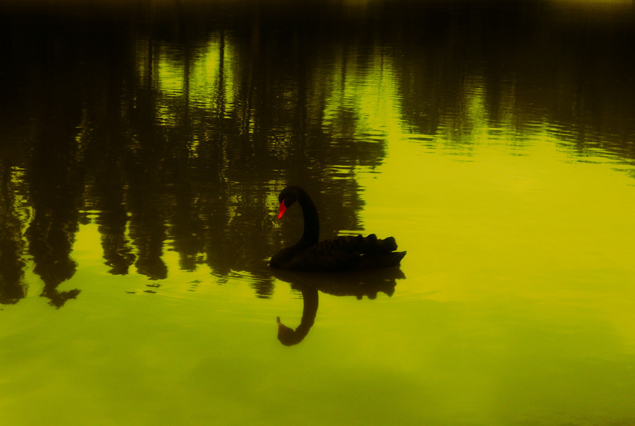 BIOPHILIA V — photograph 01