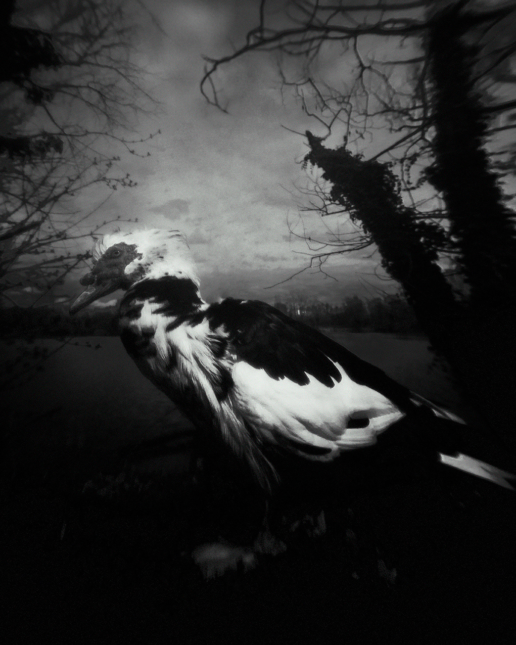 BIOPHILIA V — photograph 03