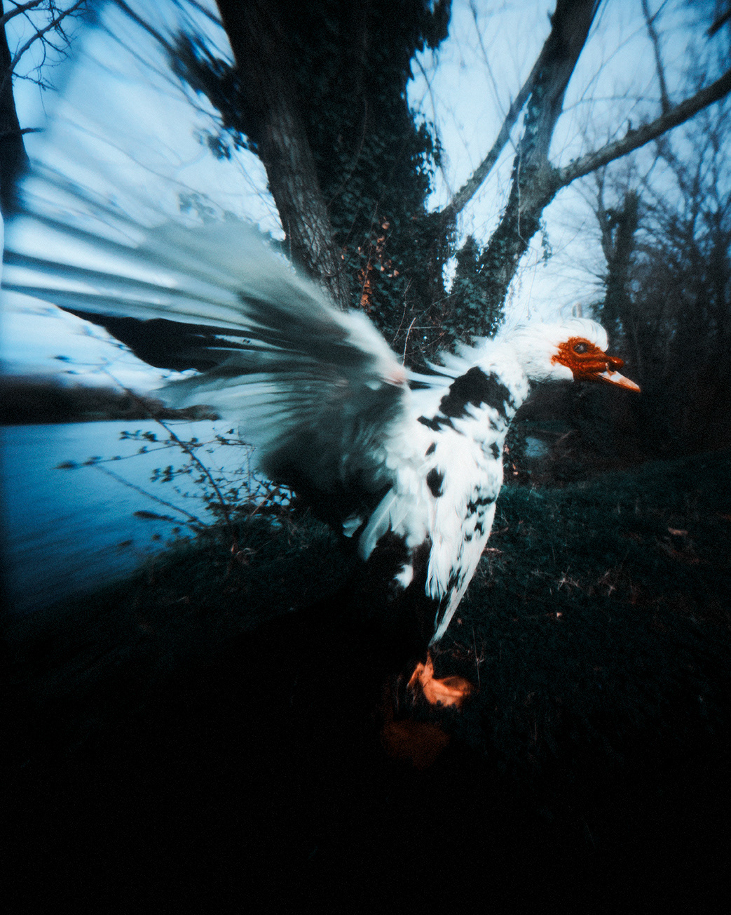 BIOPHILIA V — photograph 04